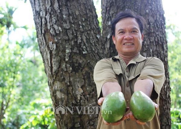 "cu cay" nghin qua quy nhu vang 9999 cho thu ve hang chuc cay vang - 3