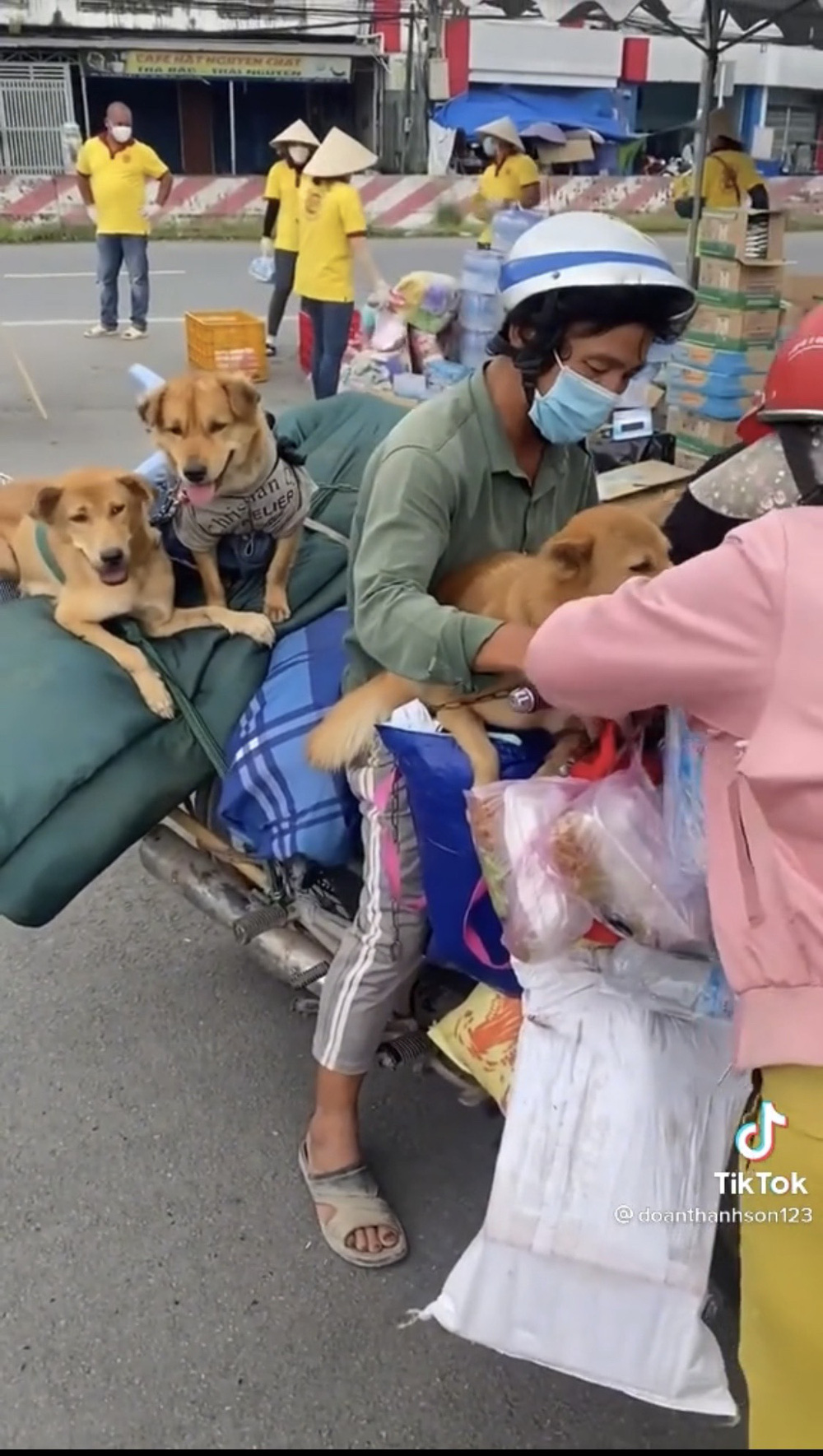 Dân mạng chỉ trích chủ nhân 15 con chó bị tiêu hủy ở Cà Mau kêu gọi ủng hộ, "đòi quyền lợi": Sự thật là gì?