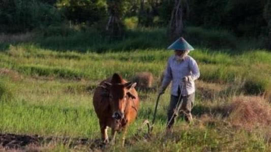  Đi trộm bò bị bò húc chết: Gia đình tên trộm quấy rối chủ nhà, đòi bồi thường 1,7 tỷ đồng - Ảnh 2.