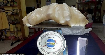 Cận cảnh tảng ngọc trai nặng 34kg.