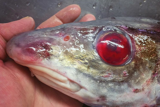 Bắt được cá thây ma kỳ dị với đôi mắt đỏ như m.áu - Hình 1