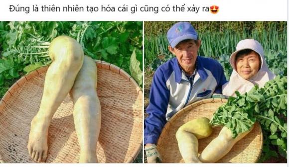 củ cải hình chân người, củ cải, củ cải hình người