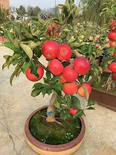 Săn” táo bonsai trồng trong chậu cảnh chơi Tết