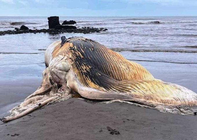 Xác cá voi nặng khoảng 5 tấn trôi dạt vào bờ biển Nam Định - 1