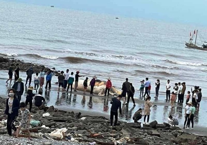 Xác cá voi nặng khoảng 5 tấn trôi dạt vào bờ biển Nam Định - 2